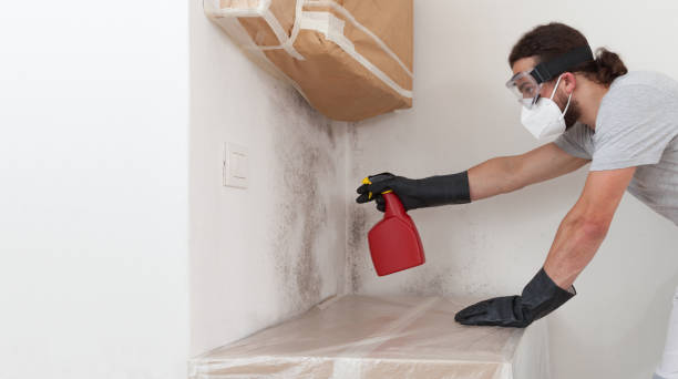 Professional Black Mold Remediation technician working in Christmas, FL